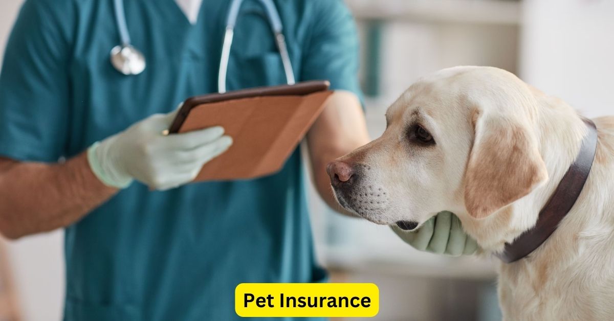 Pet Insurance: Caring for Furry Friends