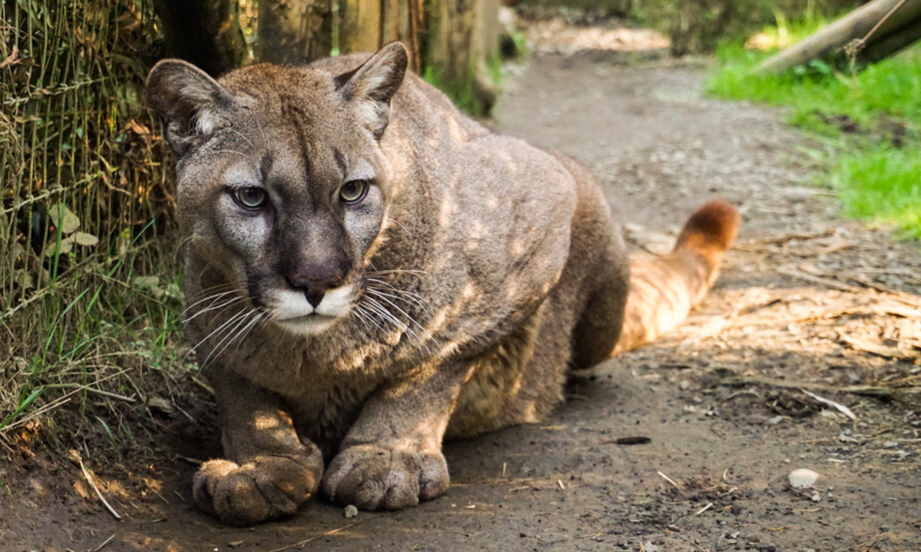 20 big cats die at a sanctuary in Washington state